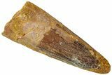 Fossil Spinosaurus Tooth - Real Dinosaur Tooth #310893-1